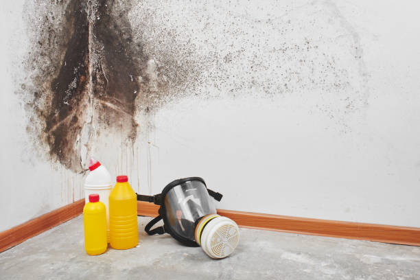 Best Professional Mold Removal  in Dallas, GA