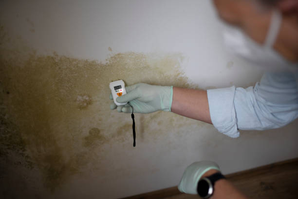 Best Black Mold Removal  in Dallas, GA