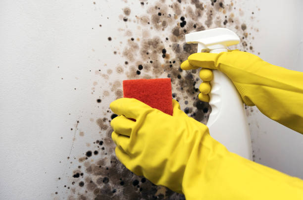 Professional Mold Removal in Dallas, GA