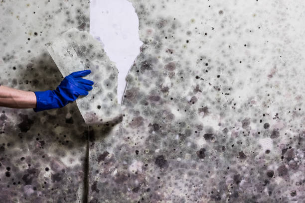 Best Local Mold Removal Service  in Dallas, GA