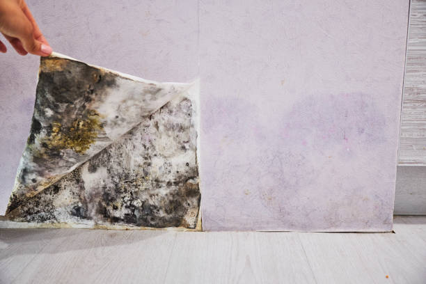 Best Same-Day Mold Removal  in Dallas, GA